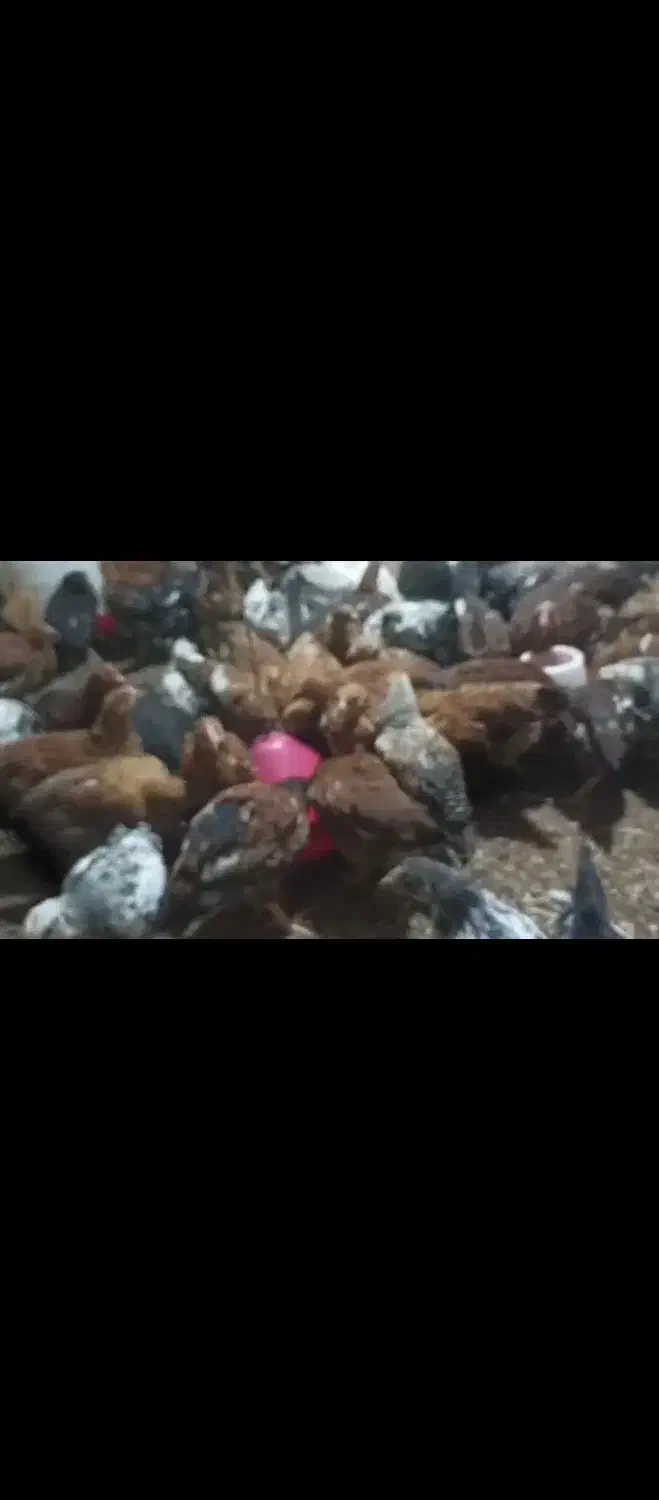 نیمچه مرغ|حیوانات مزرعه|سروآباد, |دیوار