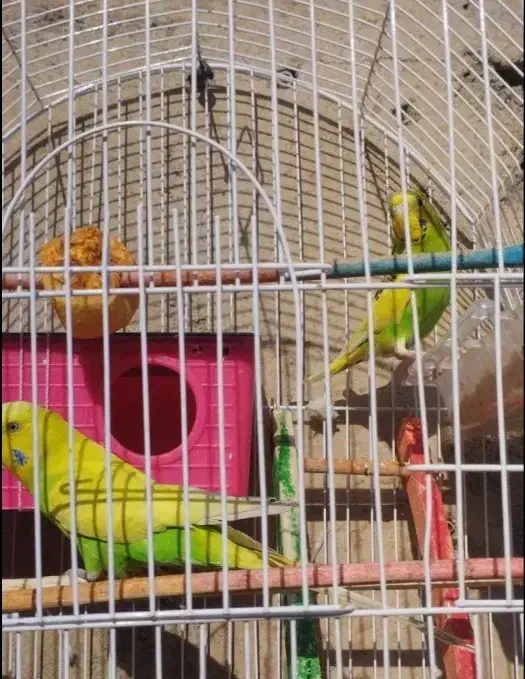 مرغ عشق هلندی|پرنده|نقده, |دیوار