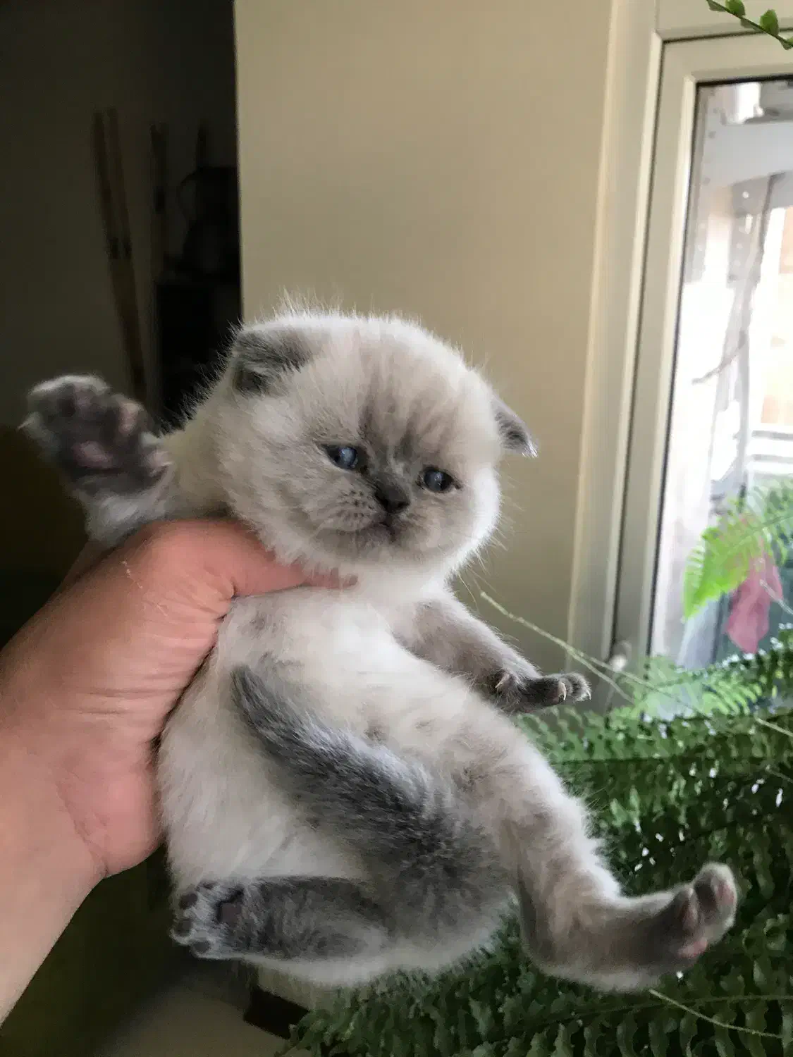 گربه بریتیش و اسکاتیش|گربه|کرج, شهرک بنفشه|دیوار