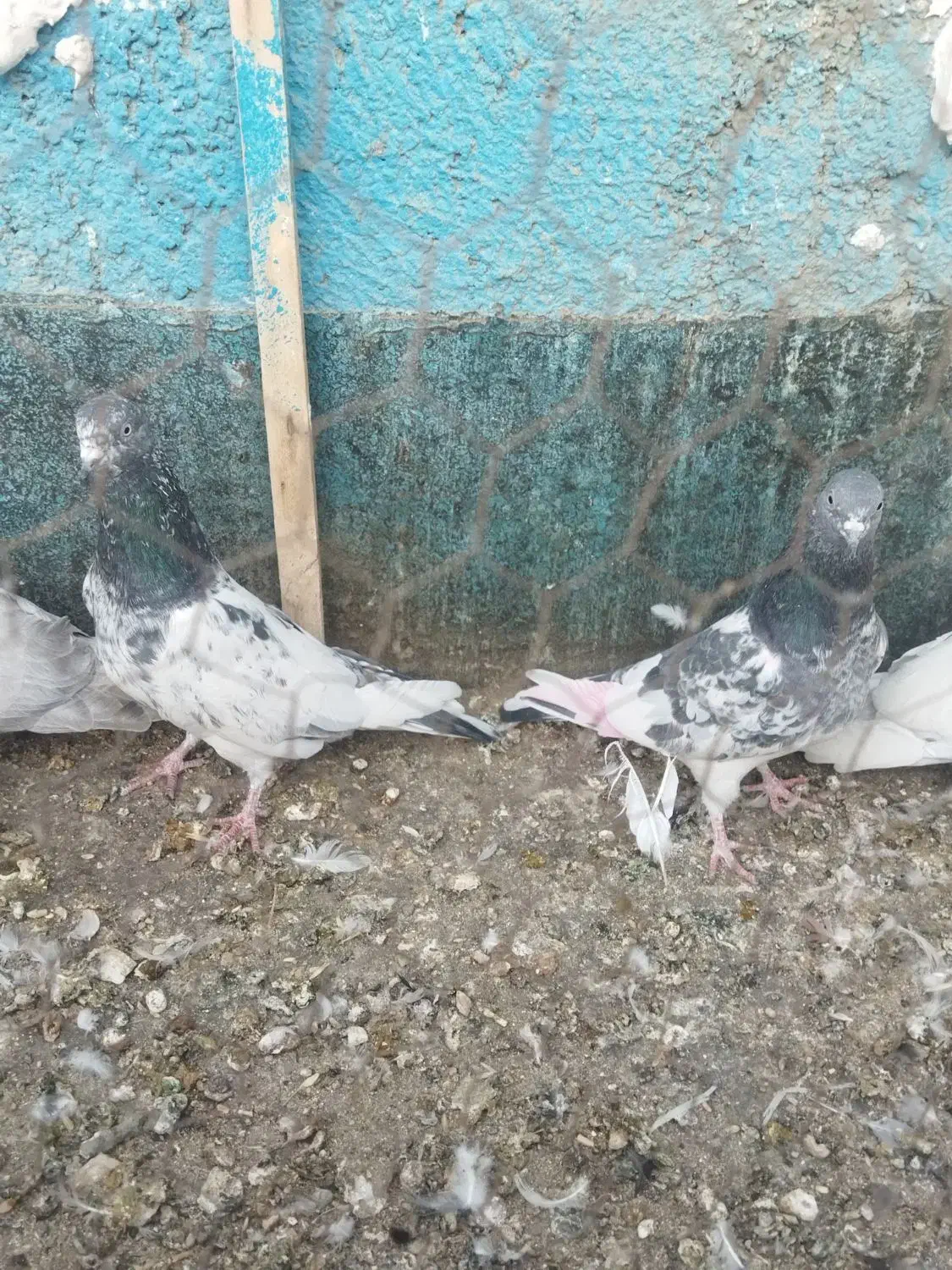 کفتر پاکستانی بالا رو|پرنده|چناران, |دیوار