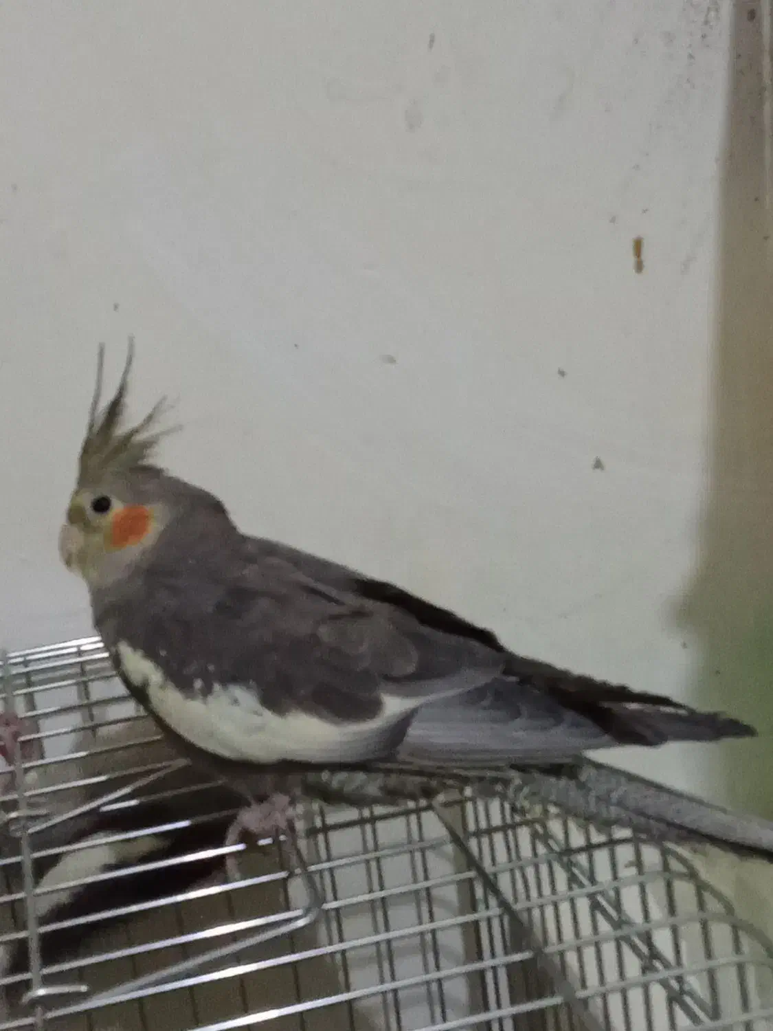 سینامون نر حدودا یکساله سخنگو با نمک سلامت|پرنده|فردیس, فردیس|دیوار