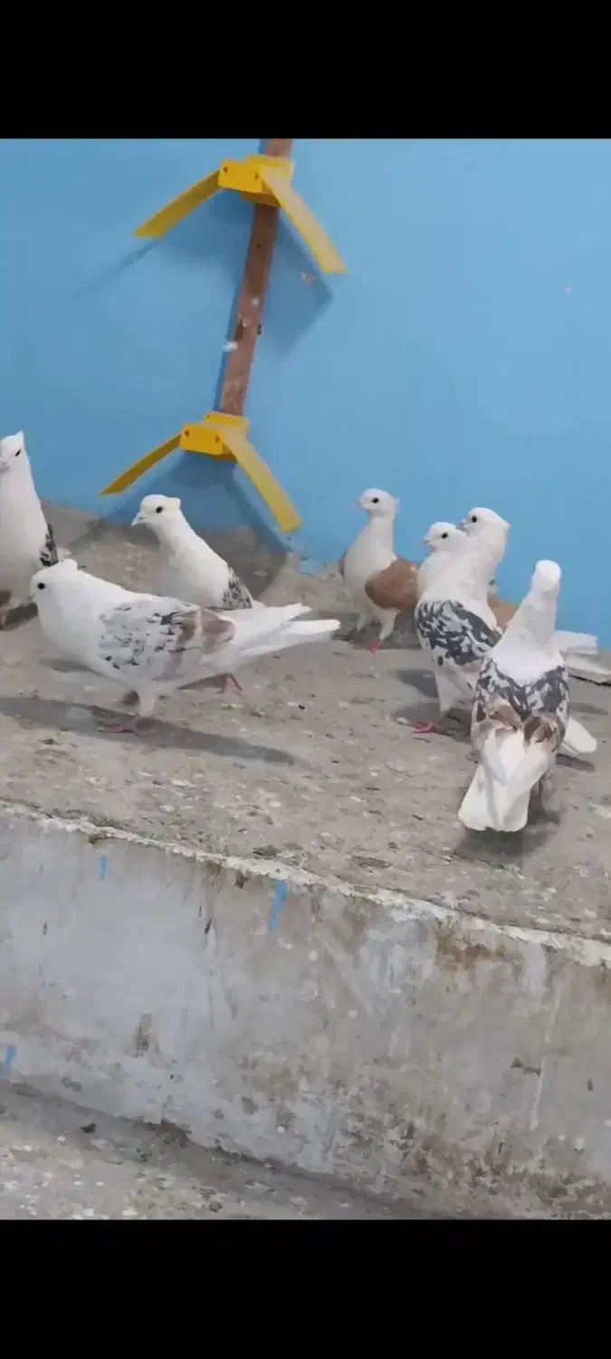 دوکت پلنگ لرستان پشتار|پرنده|قم, قلعه کامکار|دیوار