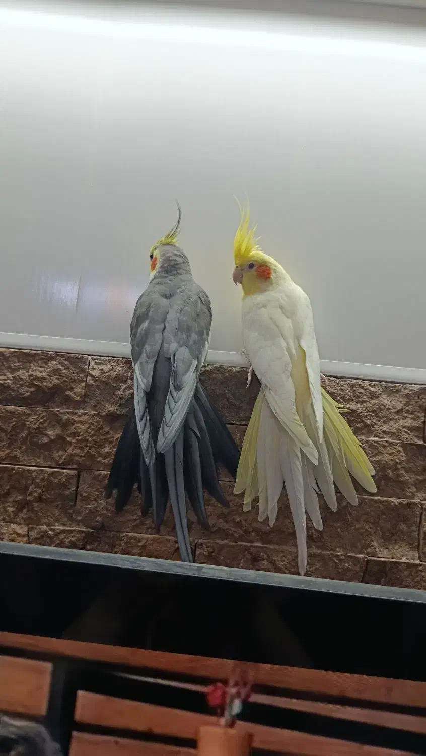 یک جفت عروس هلندی مولد|پرنده|اراک, |دیوار