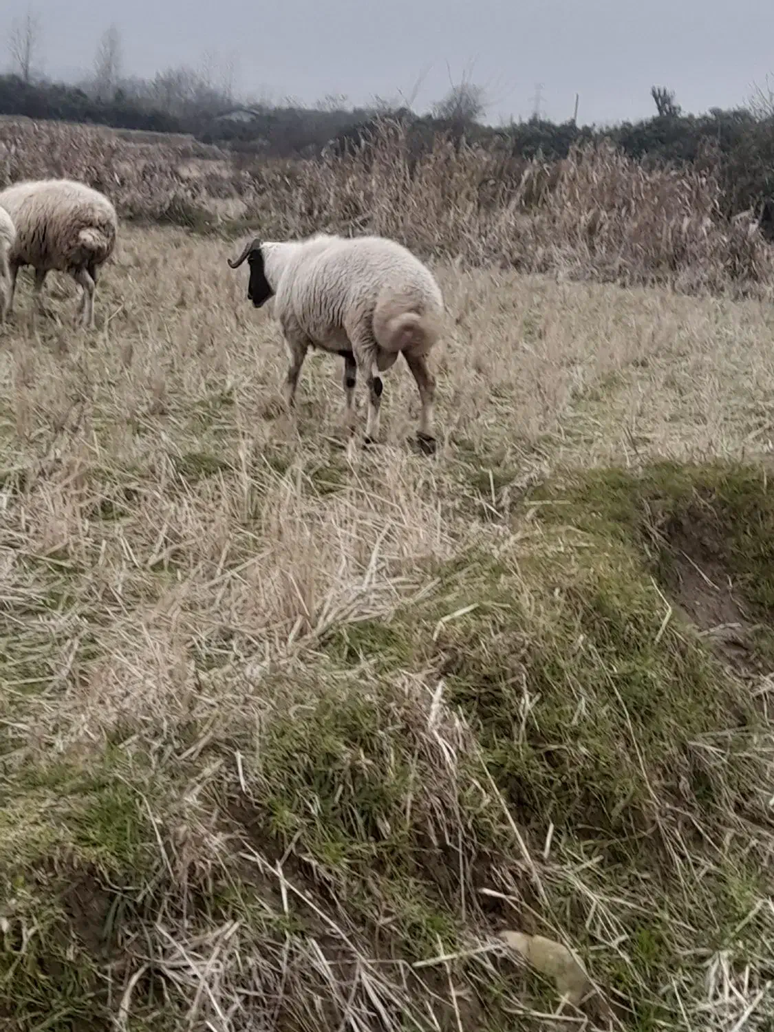 نر تخمی محلی|حیوانات مزرعه|چابکسر, |دیوار