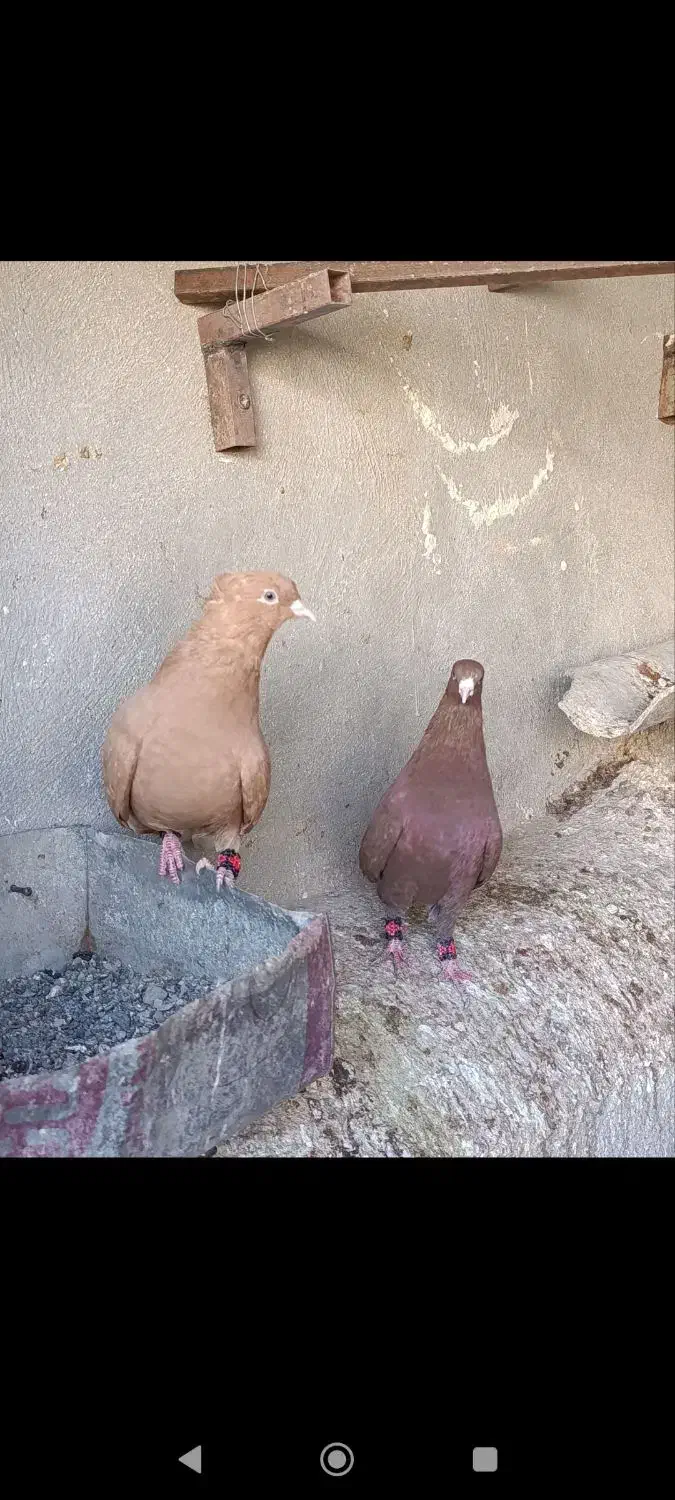 نروماده دمسفید|پرنده|تربتحیدریه, یحیی آباد|دیوار