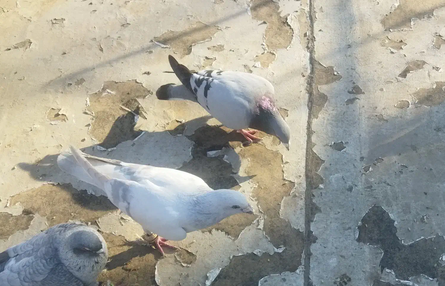 حلقه نگین|بدلیجات|سبزوار, امیر کبیر|دیوار