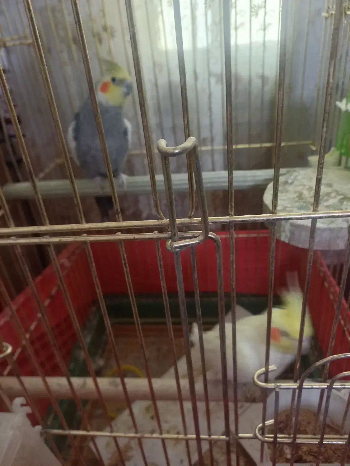 فروش دوجفت عروس هلندی بالغ جوجه داده|پرنده|پاکدشت, پاکدشت (مامازند)|دیوار