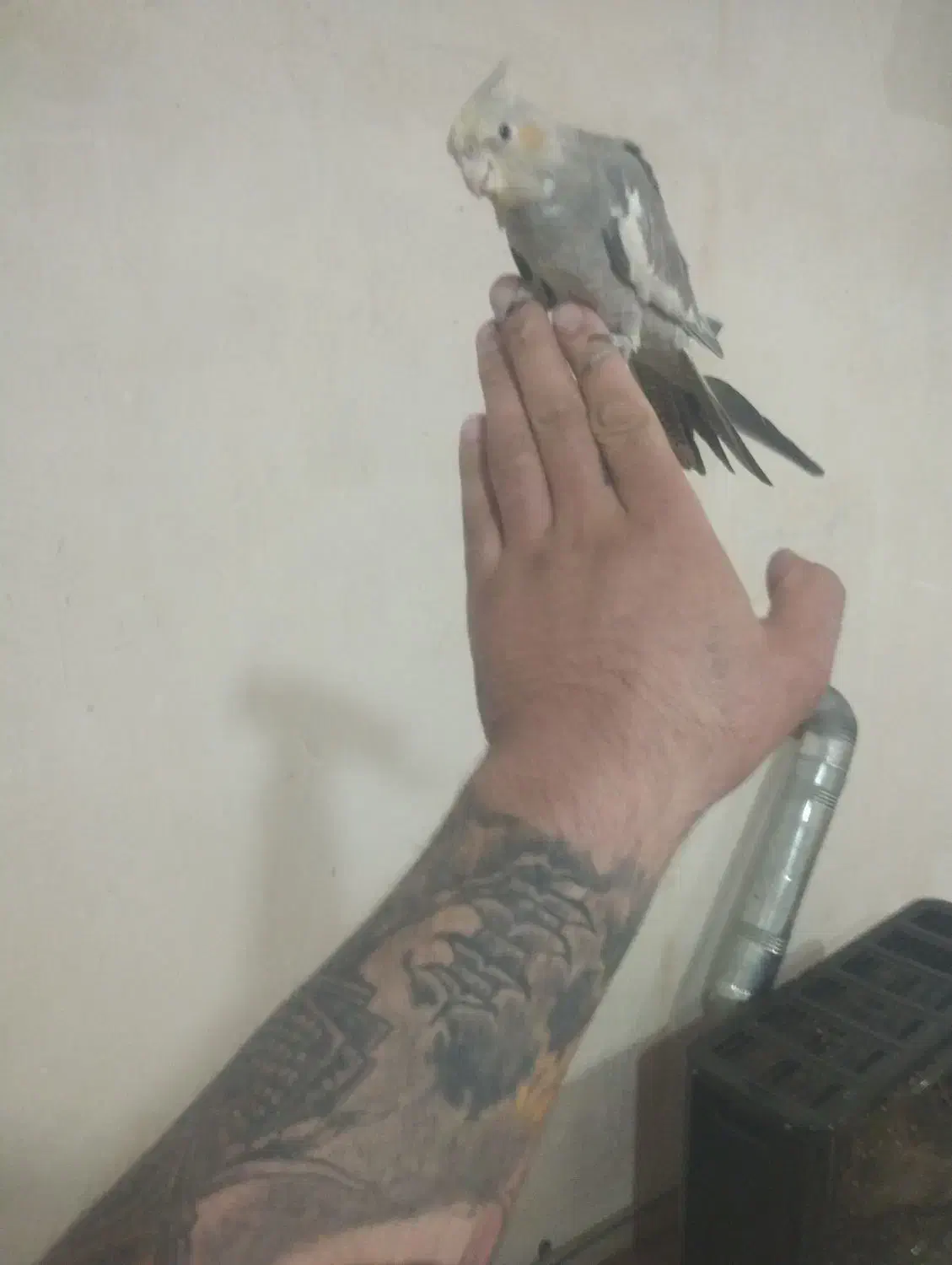 سهره و قناری فروش معاوضه|پرنده|اردبیل, |دیوار