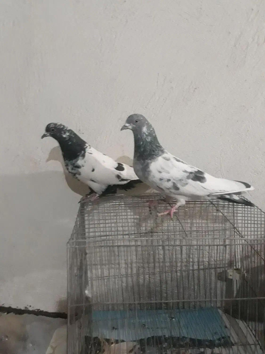 دوجفت پاکستانی عطیقه|پرنده|سراوان, |دیوار