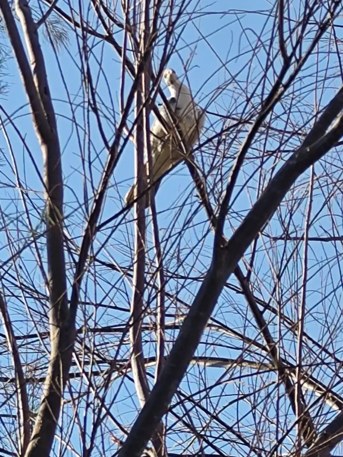 کبوتر در حد 404صفر کیلومتر ولی کیلومتر بریده|پرنده|رودبار (کرمان), |دیوار