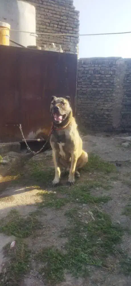 سگ کانگال اصل|سگ|ماکو, |دیوار