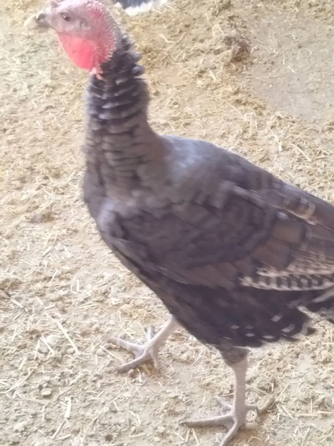 بقلمون نر برنز|پرنده|جعفرآباد, |دیوار