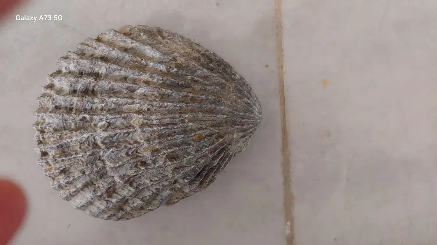 صدف زیبا وبزرگ و باستانی|کلکسیون اشیاء عتیقه|تهران, هلال احمر|دیوار