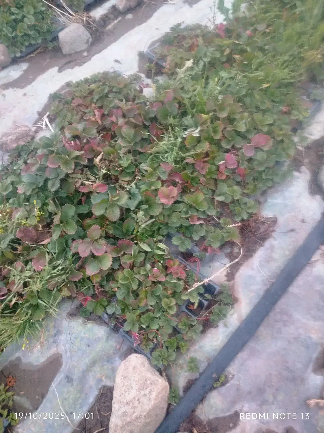 فروش نهال توت فرنگی|خدمات باغبانی و درختکاری|جیرفت, |دیوار