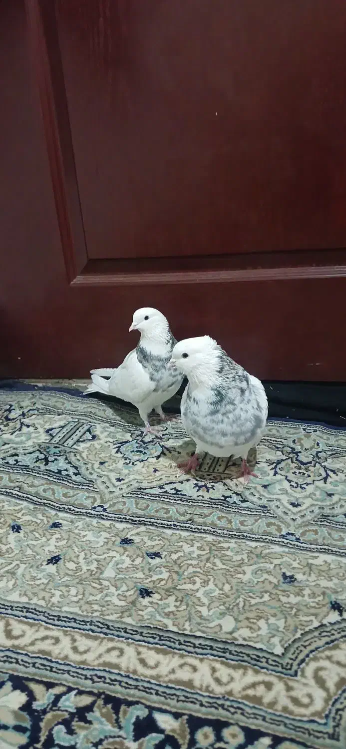 کفتر طوقی|پرنده|پردیس, شهرک صنعتی خرمدشت فاز ۷|دیوار