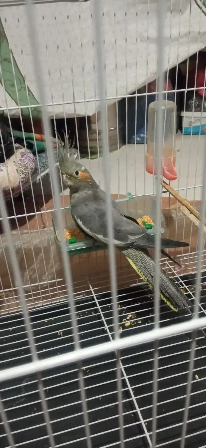 عروس هلندی|پرنده|سبزوار, هویزه|دیوار