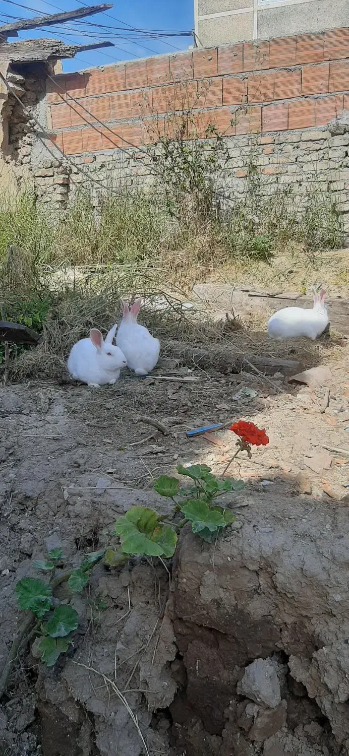 خرگوش سفید چشم قرمز|موش و خرگوش|بهشهر, |دیوار