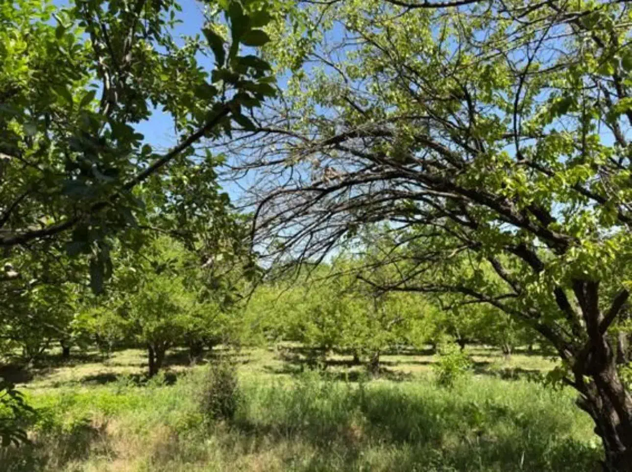 فروش باغ|فروش دفتر صنعتی، کشاورزی، تجاری|نهاوند, |دیوار