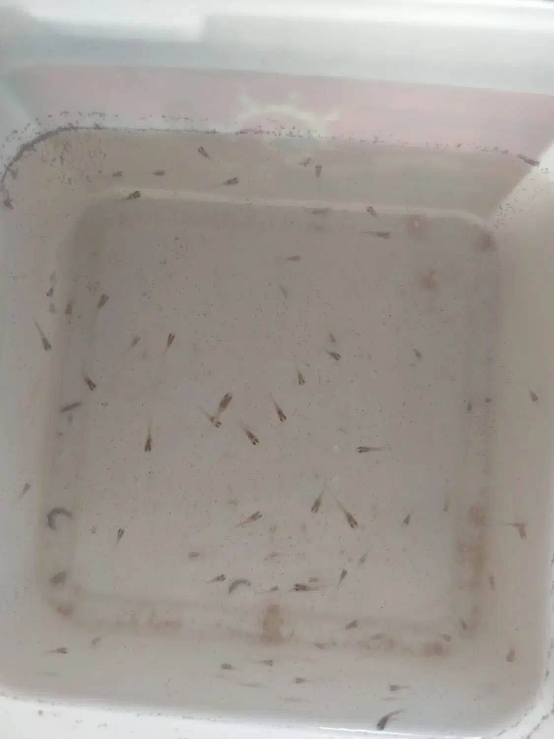 بچه ماهی گوپی|ماهی|تویسرکان, |دیوار