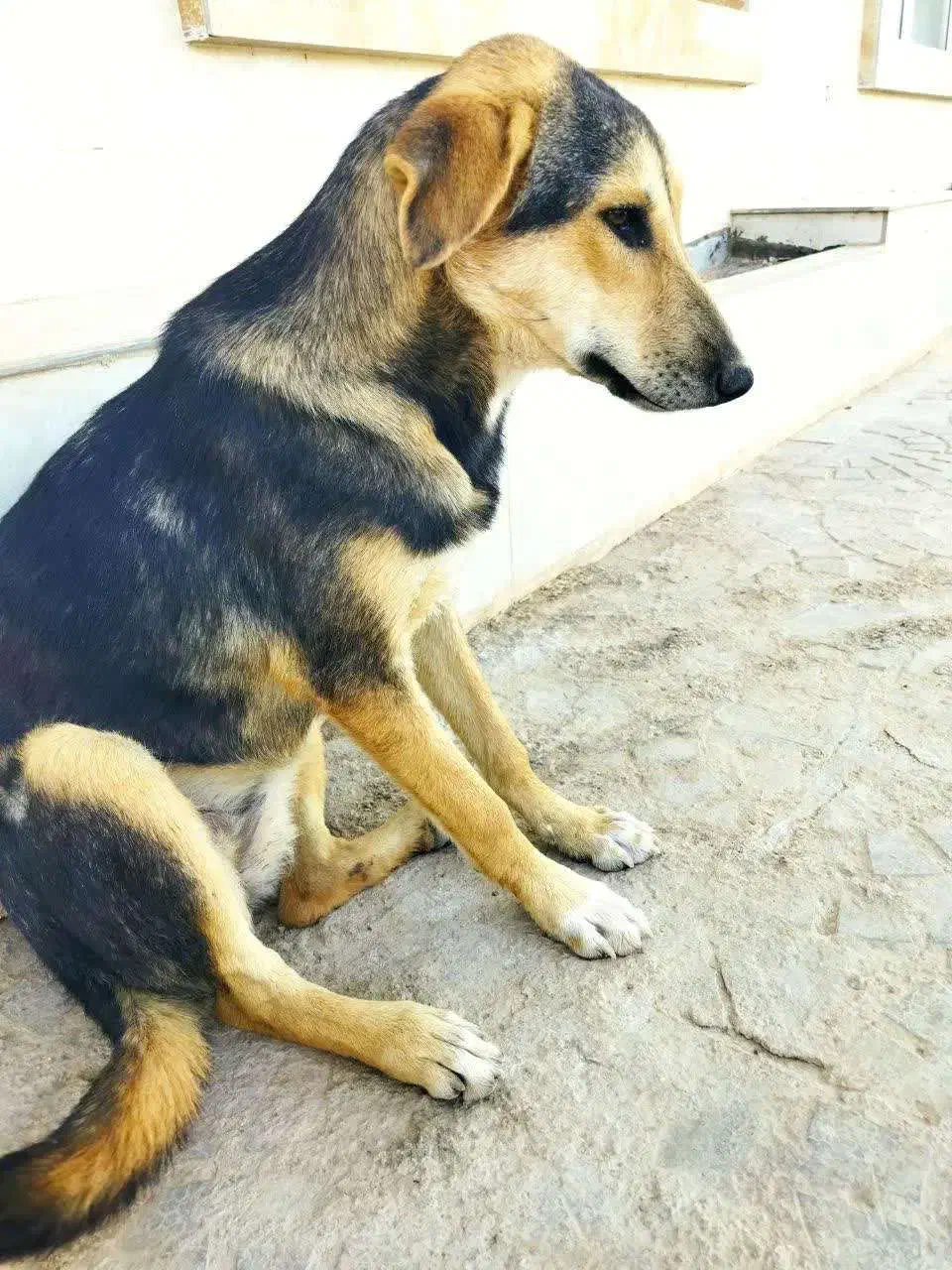 توله سگ ژرمن میکس|سگ|طبس, |دیوار