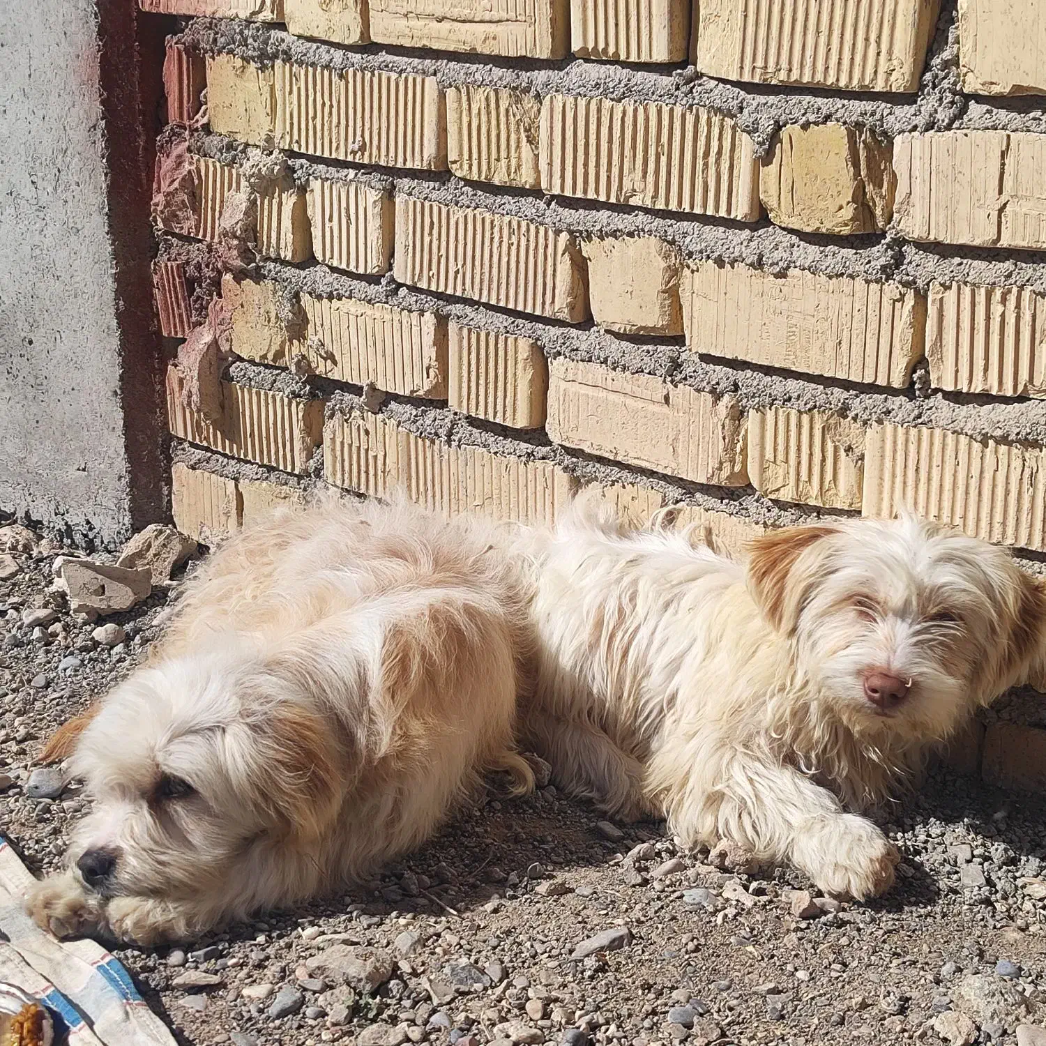 سگ مالتیز|سگ|مرودشت, زنگی آباد|دیوار