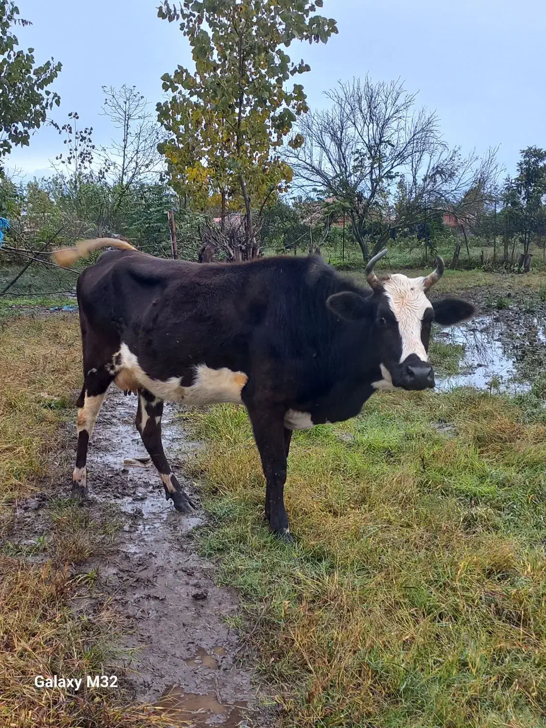 طلم دورگ گاو|حیوانات مزرعه|عباسآباد, |دیوار