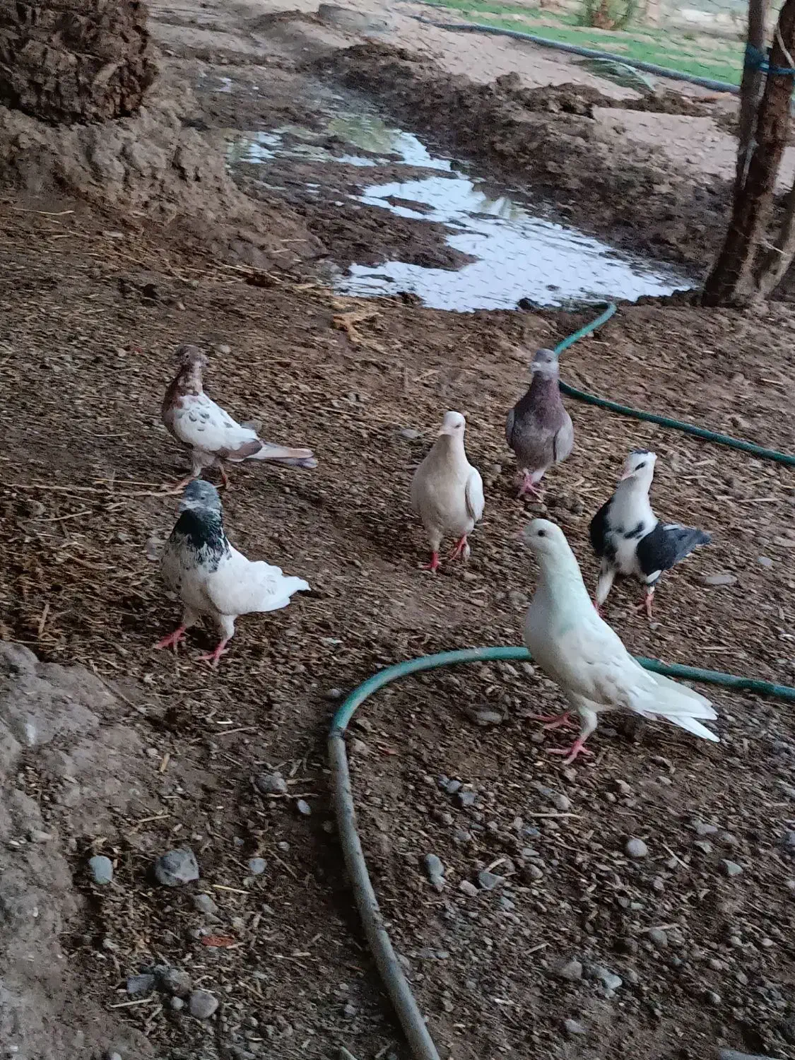 کفتر معامله با مرغ محلی|پرنده|ایرانشهر, |دیوار