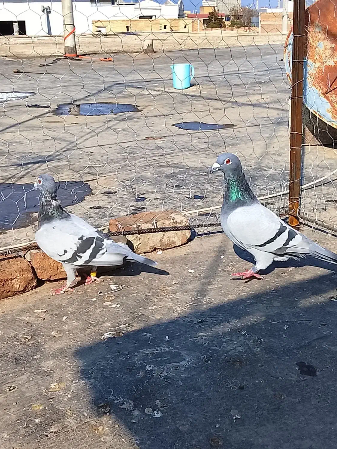 کبوتر آلمانی و رنگی ساده|پرنده|گنبد کاووس, |دیوار