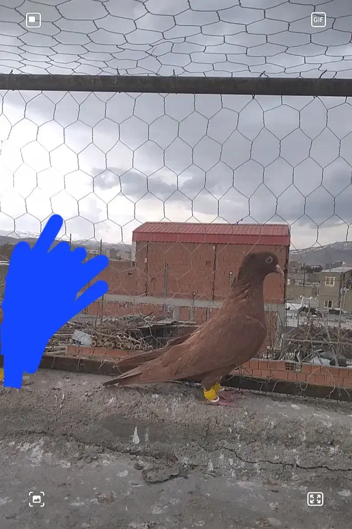 کبوتر|حیوانات|بجنورد, |دیوار