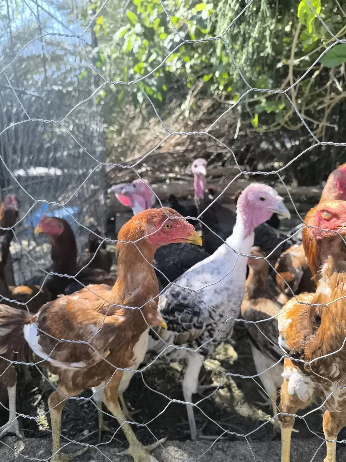 لاری|حیوانات مزرعه|فهرج, |دیوار