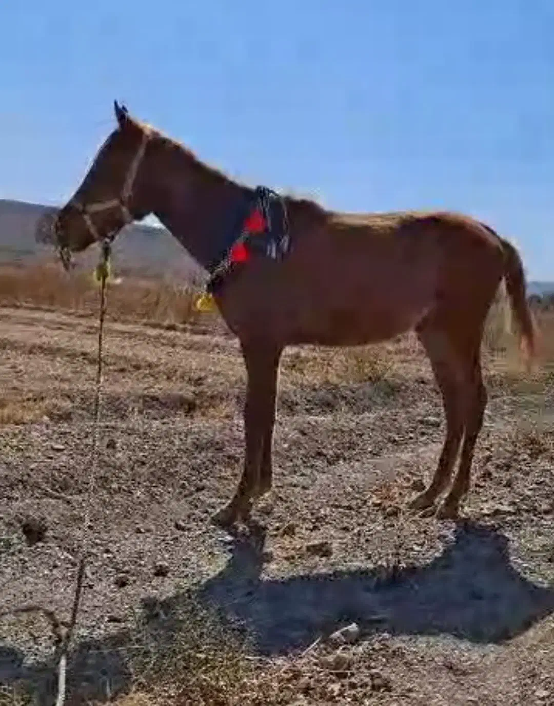 اسب نر|اسب و تجهیزات اسب‌سواری|تیران, |دیوار