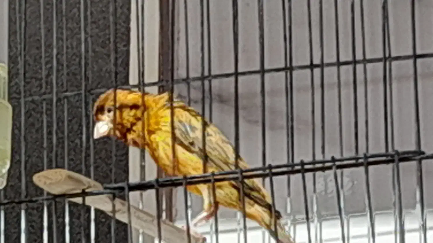 قناری سرخ نر|پرنده|شیراز, شهرک بهار|دیوار