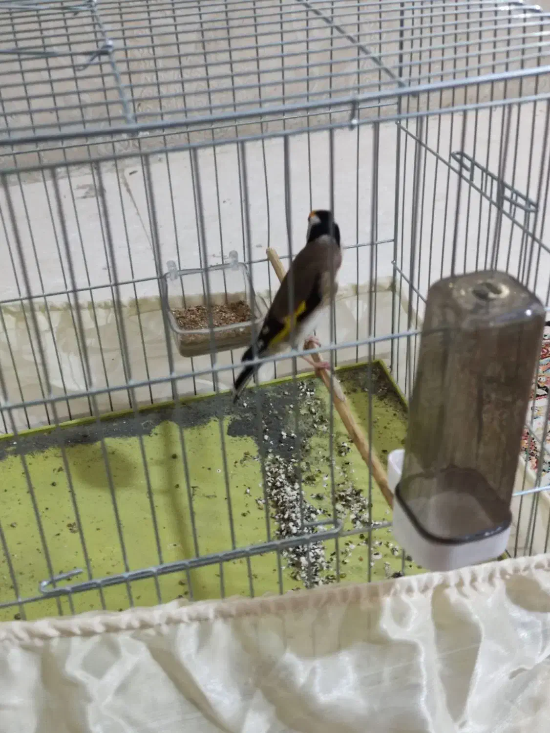 سهره جوجه سال رام رام نرهست|پرنده|ارومیه, |دیوار