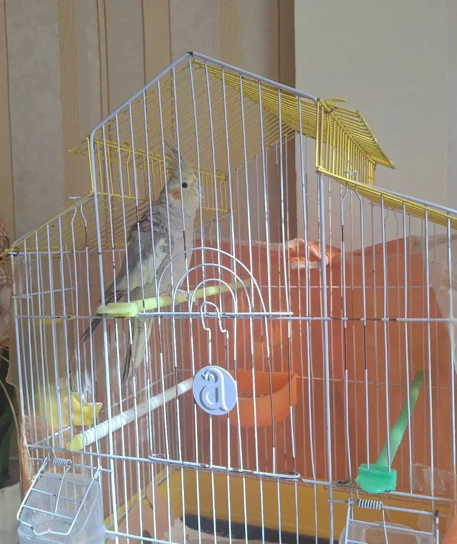 عروس هلندی|پرنده|مشهد, نیروی هوایی|دیوار