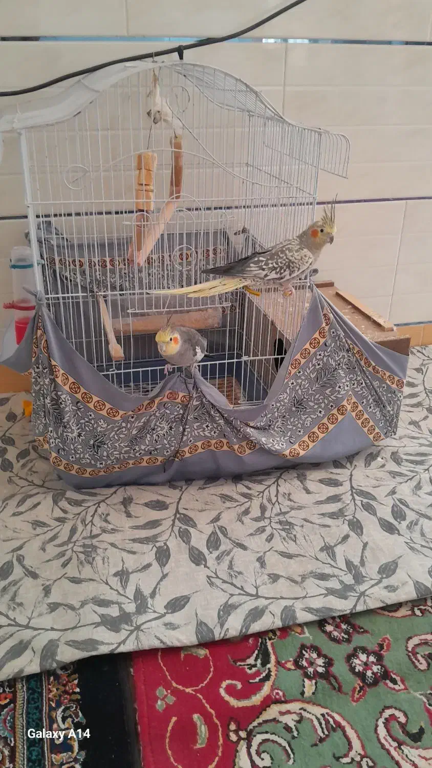 عروس هلندی معاوضه کفترنقش|پرنده|راور, |دیوار