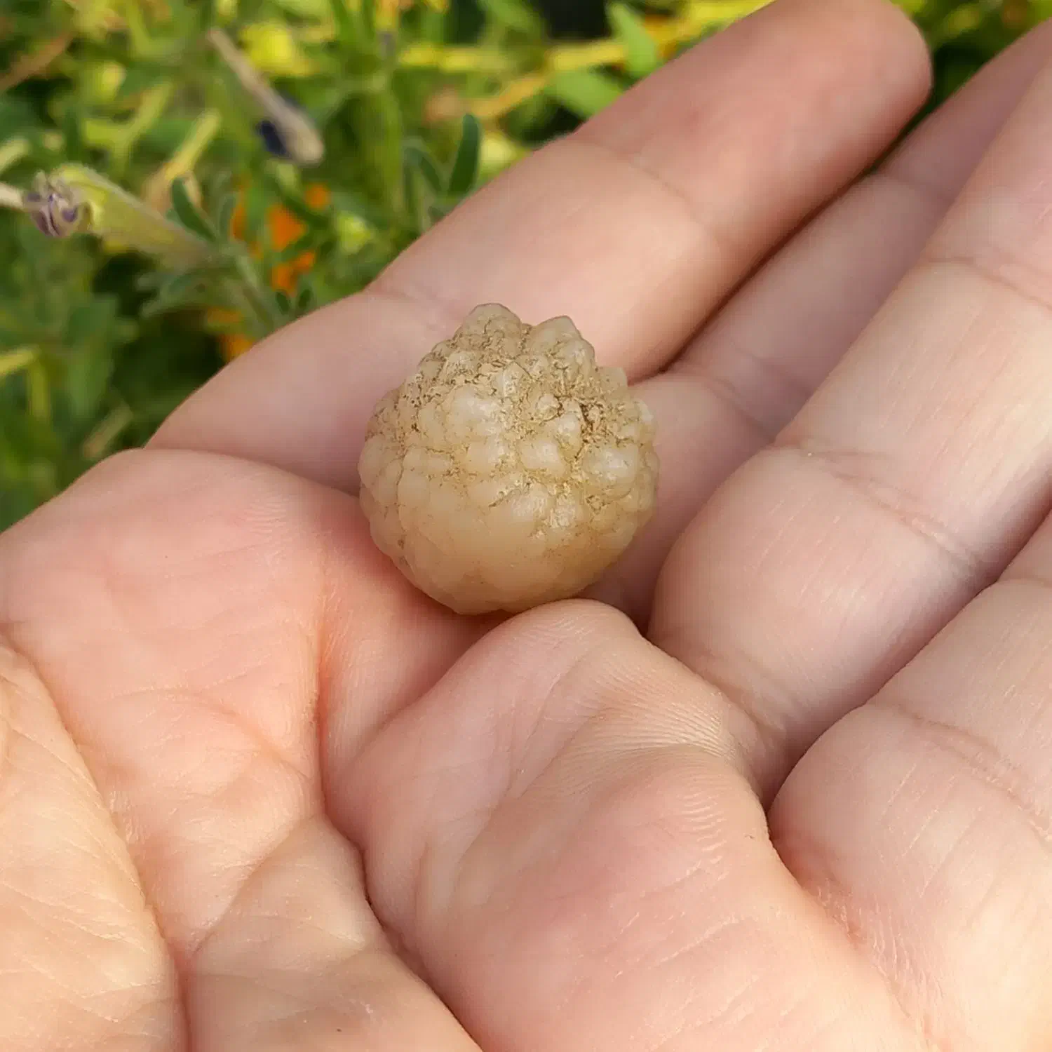 زوعه مار|جواهرات|یاسوج, |دیوار