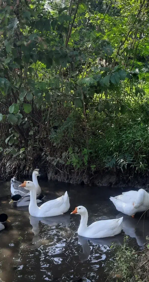 قوغاز سفید|حیوانات مزرعه|گوراب زرمیخ, |دیوار