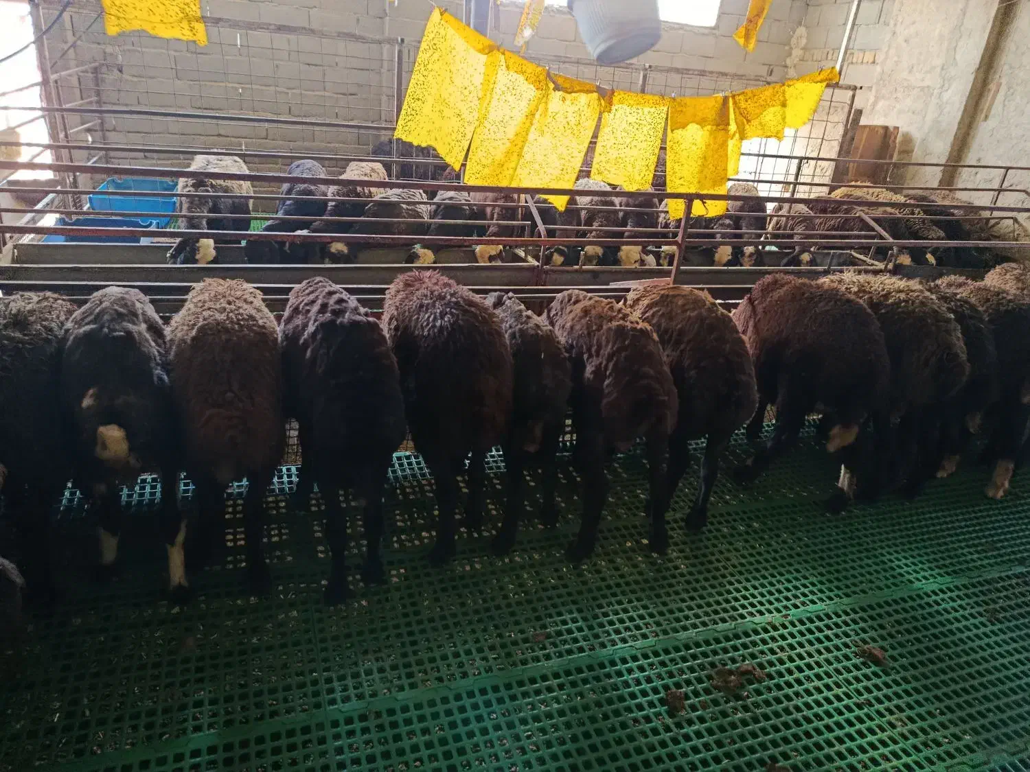 بره نره فروشی توضیحات ببین|حیوانات مزرعه|هشتگرد, هشتگرد قدیم|دیوار