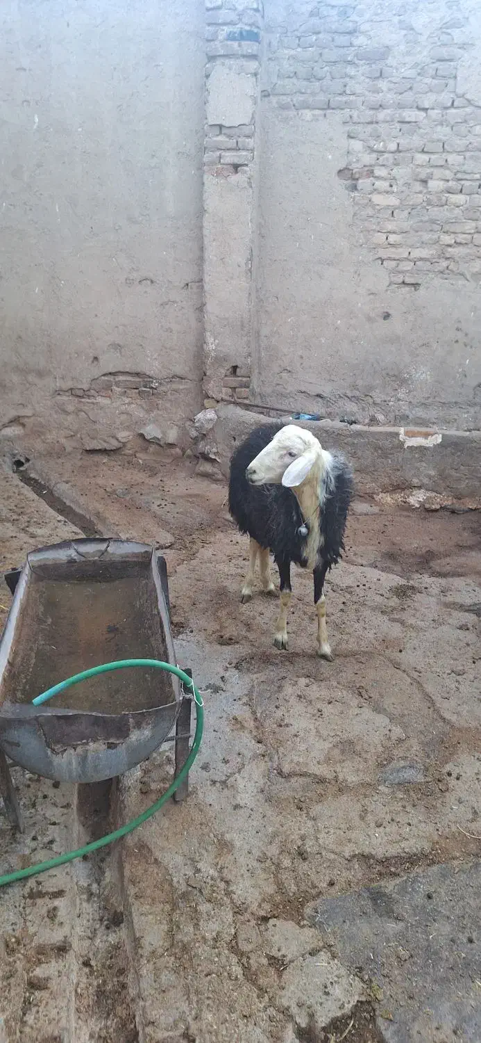 بره قوچ کله قارچی|حیوانات مزرعه|بروجرد, |دیوار