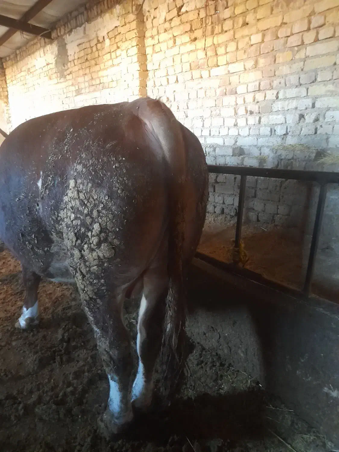 فروش ۳راس گوساله سوپرچاق|حیوانات مزرعه|بستان آباد, |دیوار