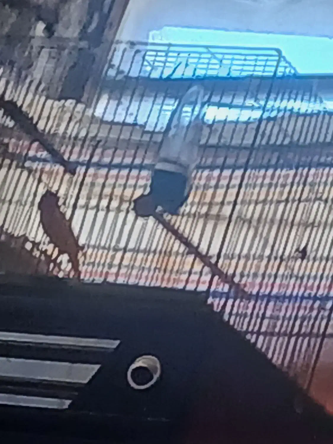 قناری نر شلاقی .|پرنده|بروجن, |دیوار