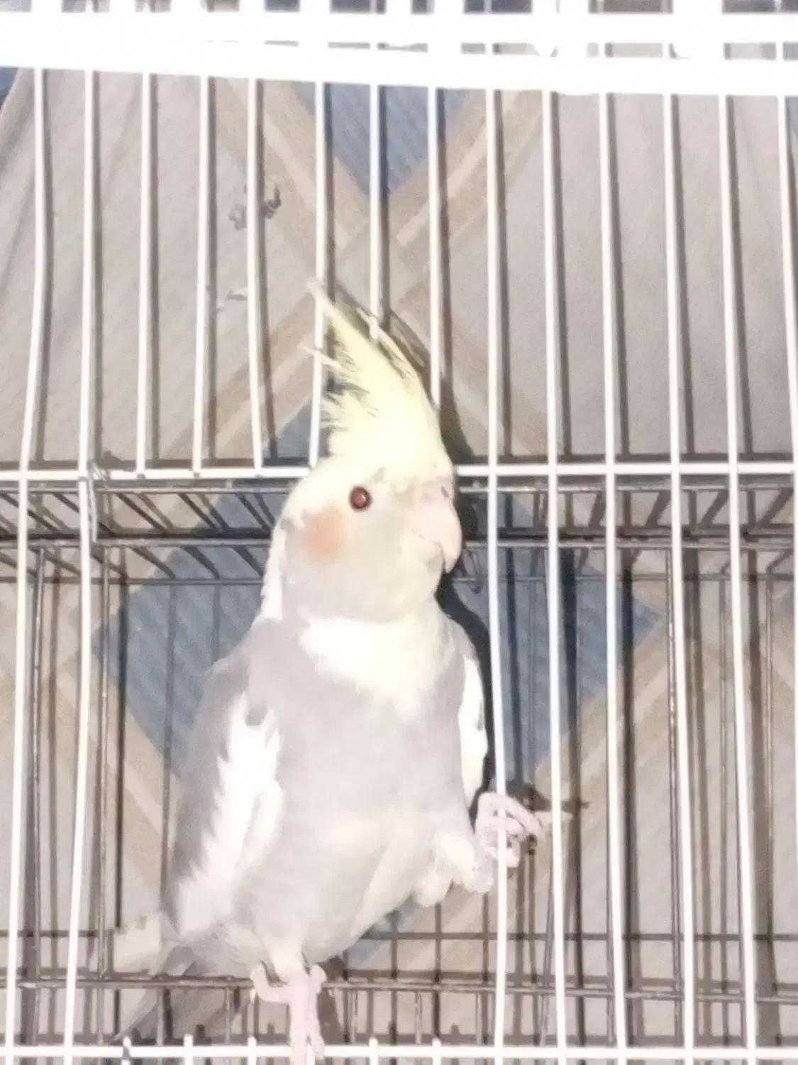 عروس هلندی|پرنده|فردیس, فرامرزیه|دیوار