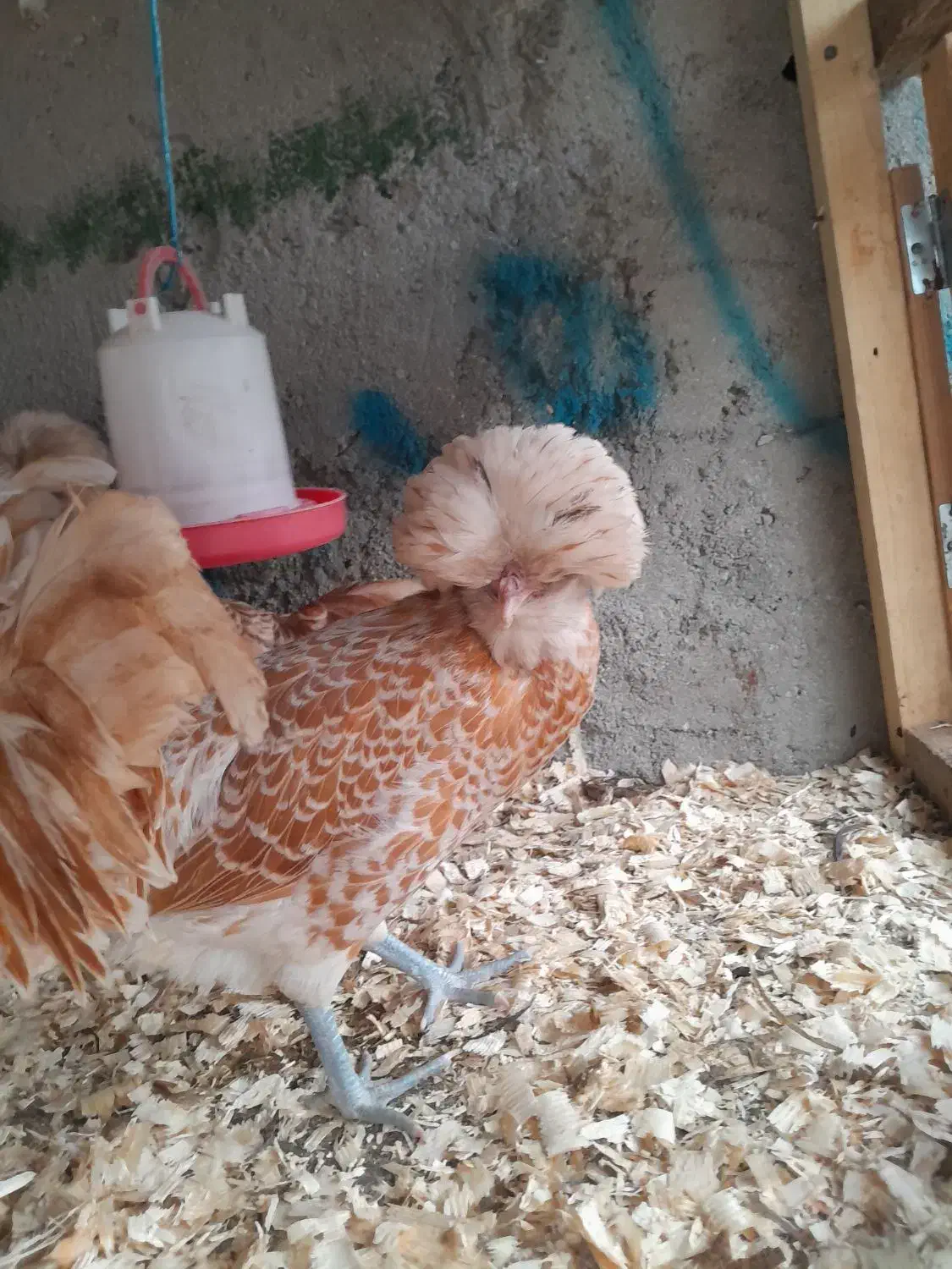 پولند بوف|حیوانات مزرعه|فومن, |دیوار