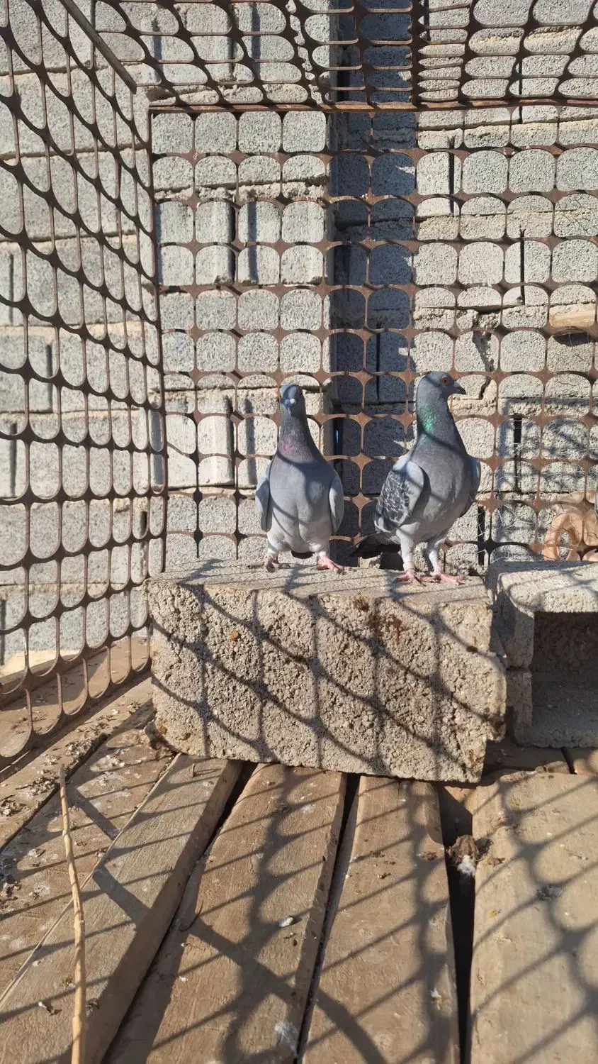 جوجه پلاکی خاص|پرنده|آذرشهر, |دیوار