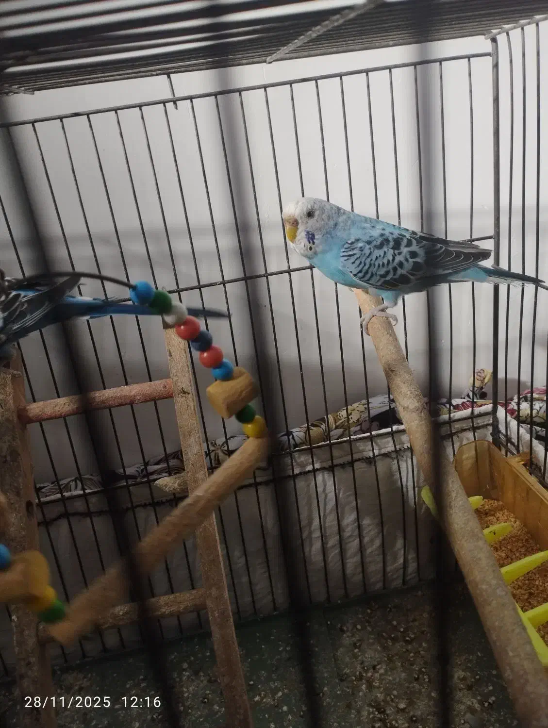 چهارتا مرغ عشق|پرنده|مشگین شهر, |دیوار