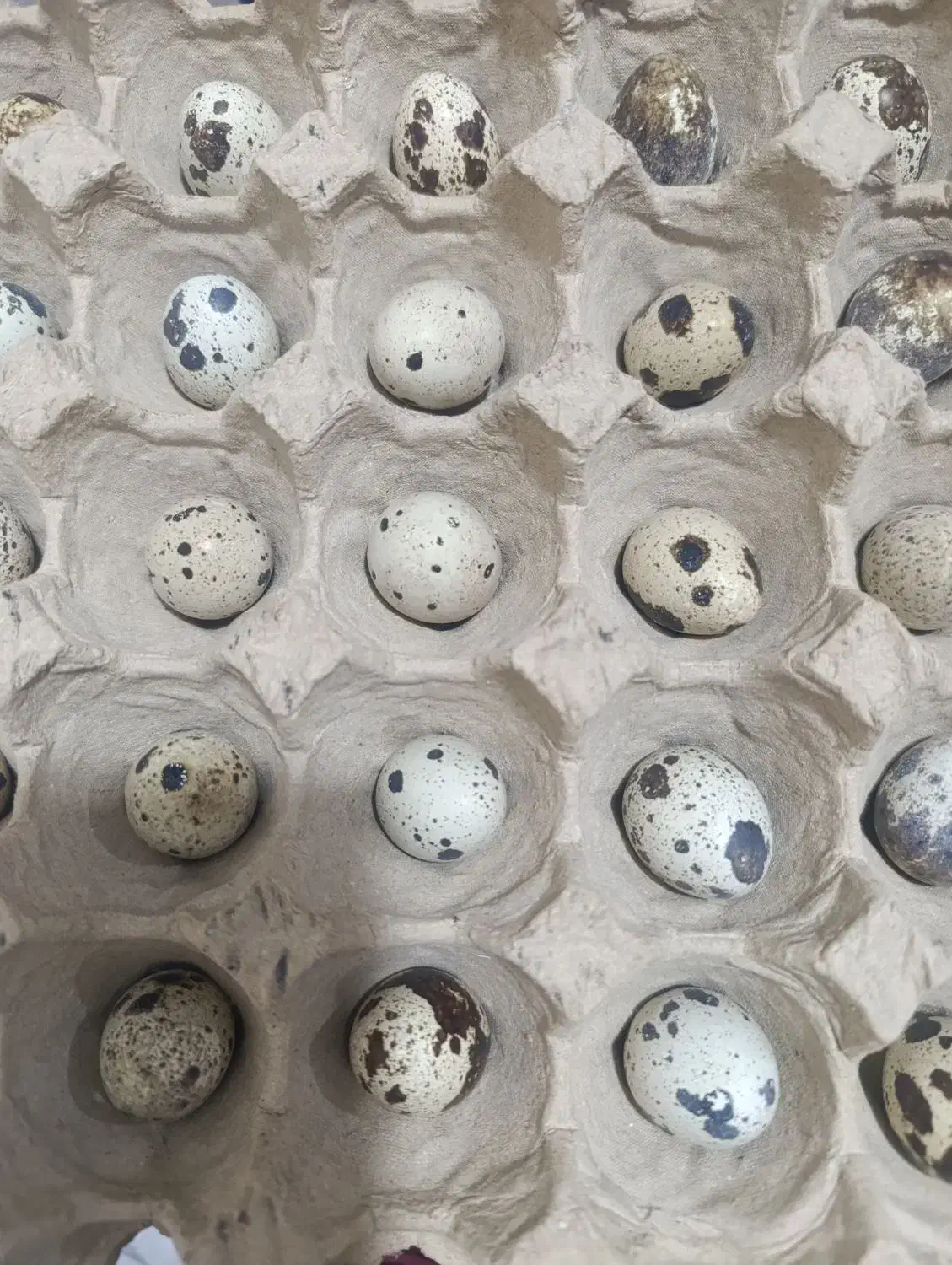 تخم مرغ بلدرچین|خوردنی و آشامیدنی|شیراز, محراب|دیوار