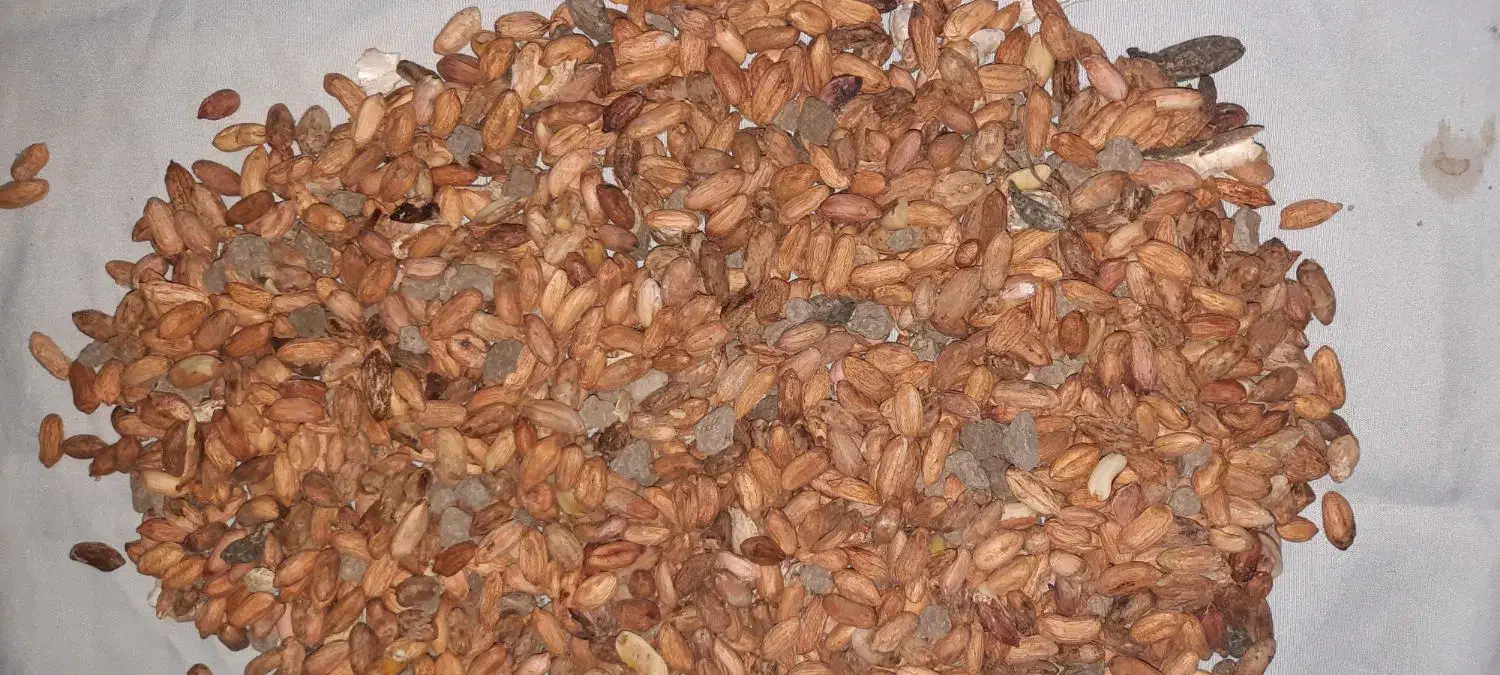 بادام زمینی|خوردنی و آشامیدنی|پاکدشت, شهرک امام رضا|دیوار