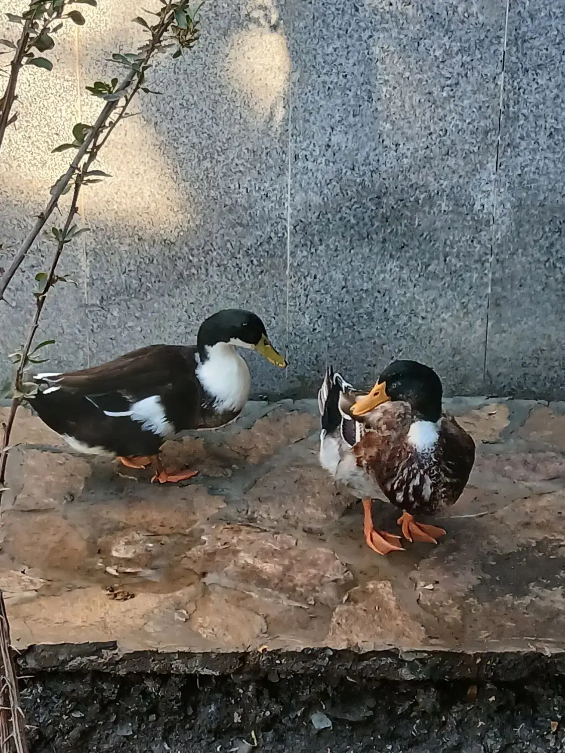 حیوانات مزرعه|حیوانات مزرعه|طرقبه, |دیوار