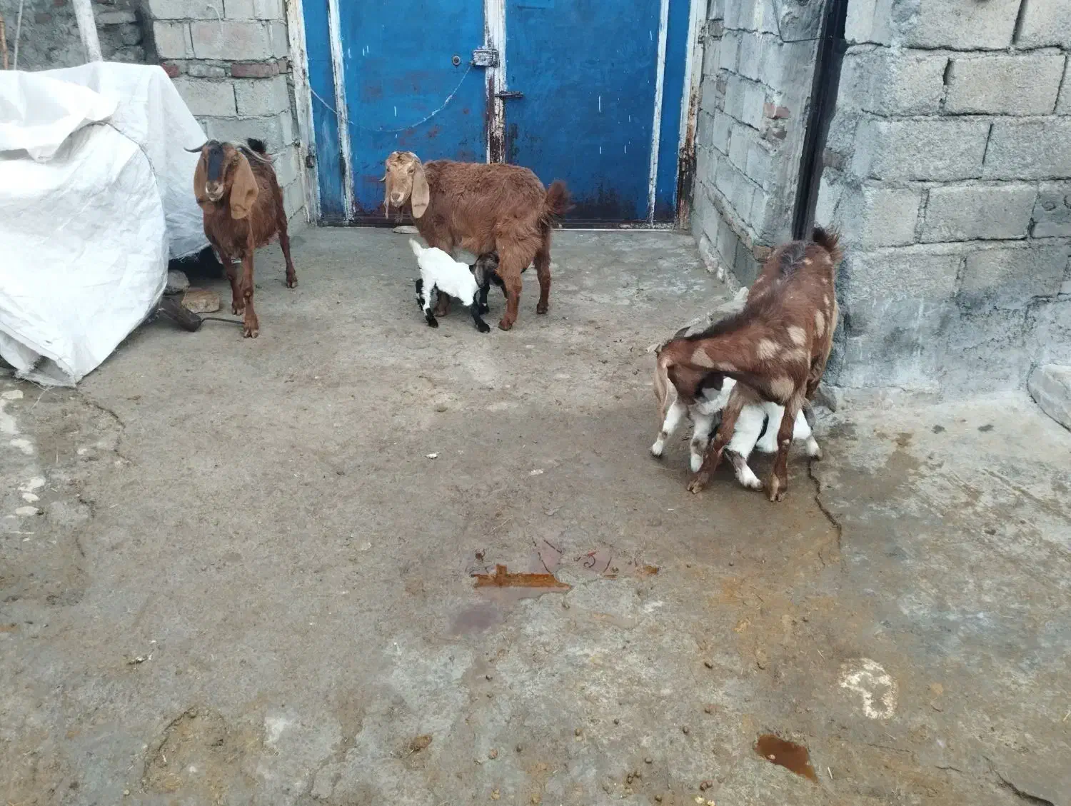 ۳ عدد بز|حیوانات مزرعه|ماهیدشت, |دیوار