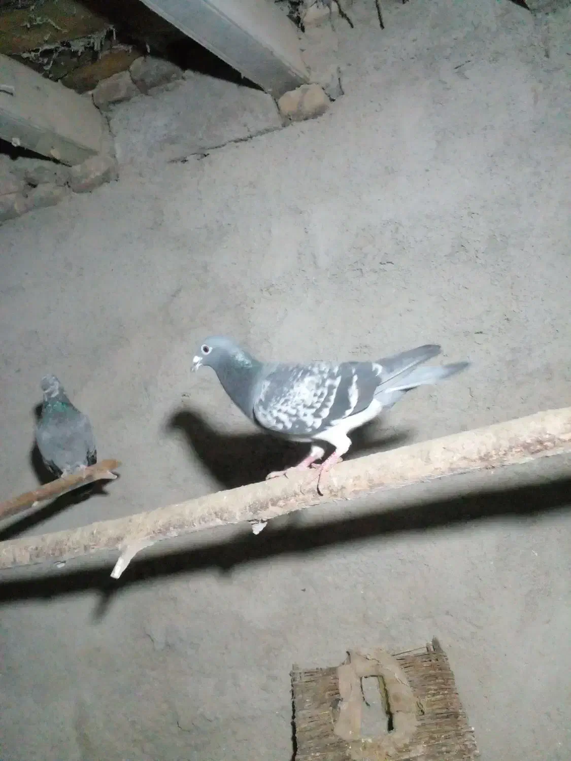 کبوتر|پرنده|اردبیل, |دیوار